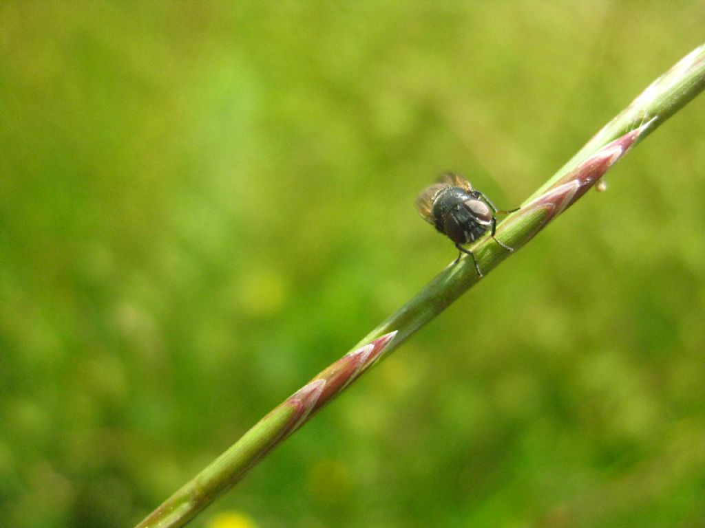 Da identificare (Toscana)